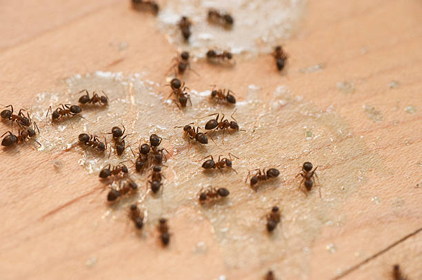 Professional Pest Control in Faribault, MN
